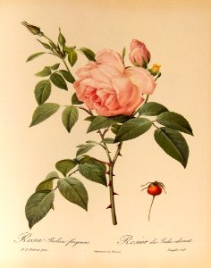 Rosa indica fragrans  by P.J. Redouté (1824)