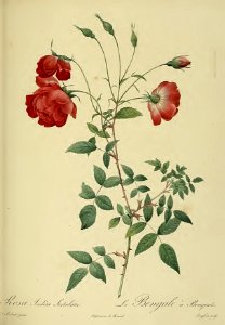 Rosa indica Sertulata