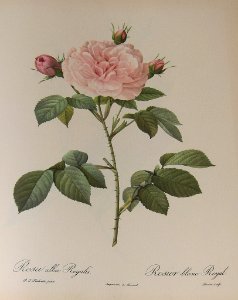 0 Rosa alba Regalis by P.J. Redouté (1824)