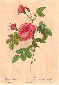 Rosa inermis by P.J. Redouté (1824). Free illustration for personal and commercial use.