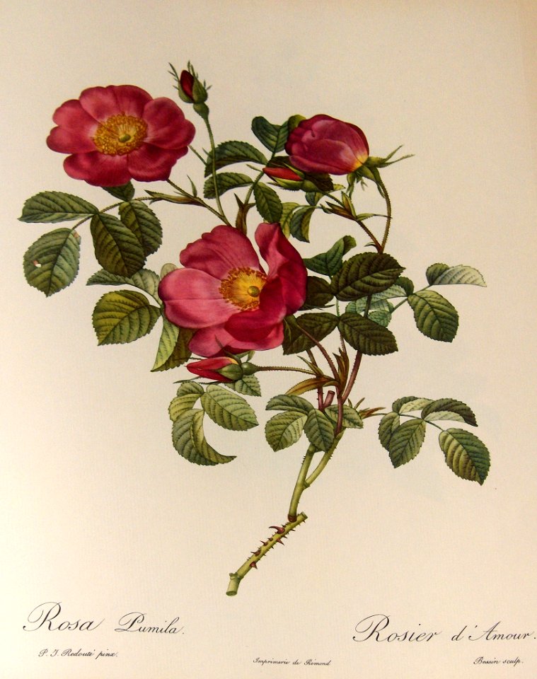 Rosa pumila by P.J. Redouté (1824)