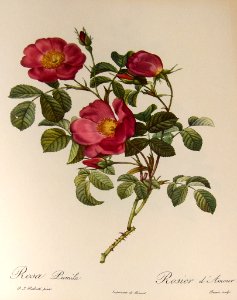 Rosa pumila by P.J. Redouté (1824). Free illustration for personal and commercial use.