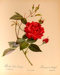 Rosa indica Cruenta by P.J. Redouté (1824).