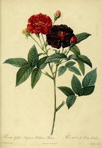 Rosa gallica Purpurea