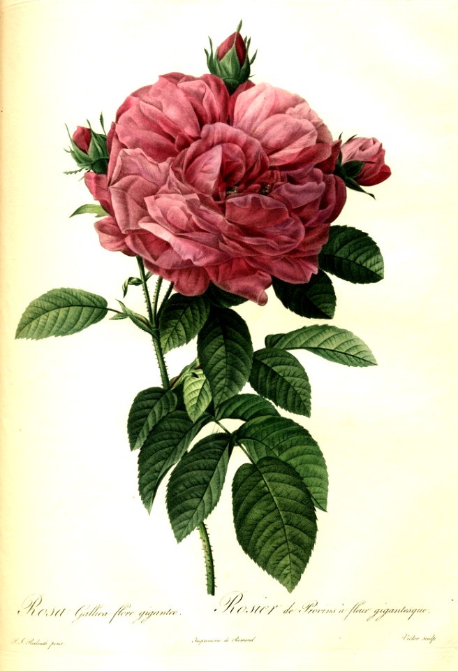 Rosa gallica flore giganteo by P.J. Redouté (1824)