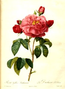 Rosa gallica aurelianensis 'La Duchesse d'Orleans by P.J. Redouté (1824)