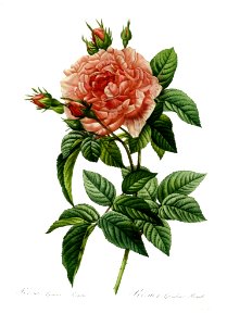 Rosa gallica regalis by P.J. Redouté (1824)