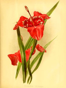 Tigridia lilacea - 1894. Free illustration for personal and commercial use.
