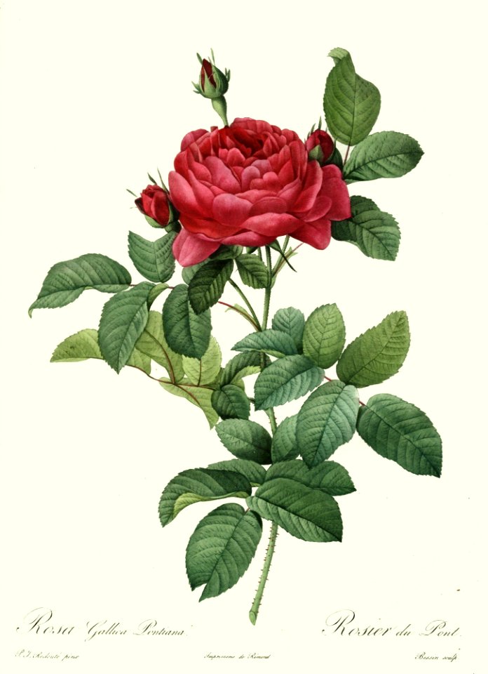 Rosa gallica pontiana  by P.J. Redouté (1824)
