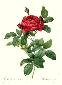 Rosa gallica pontiana by P.J. Redouté (1824). Free illustration for personal and commercial use.