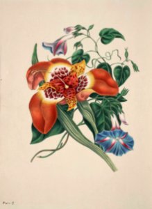 Tigridia pavonia - circa 1839 093