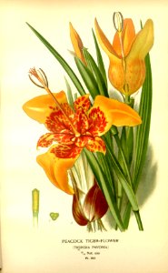 Tigridia pavonia - circa 1897 76