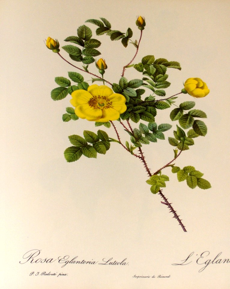 Rosa eglanteria Luteola by P.J. Redouté (1824)
