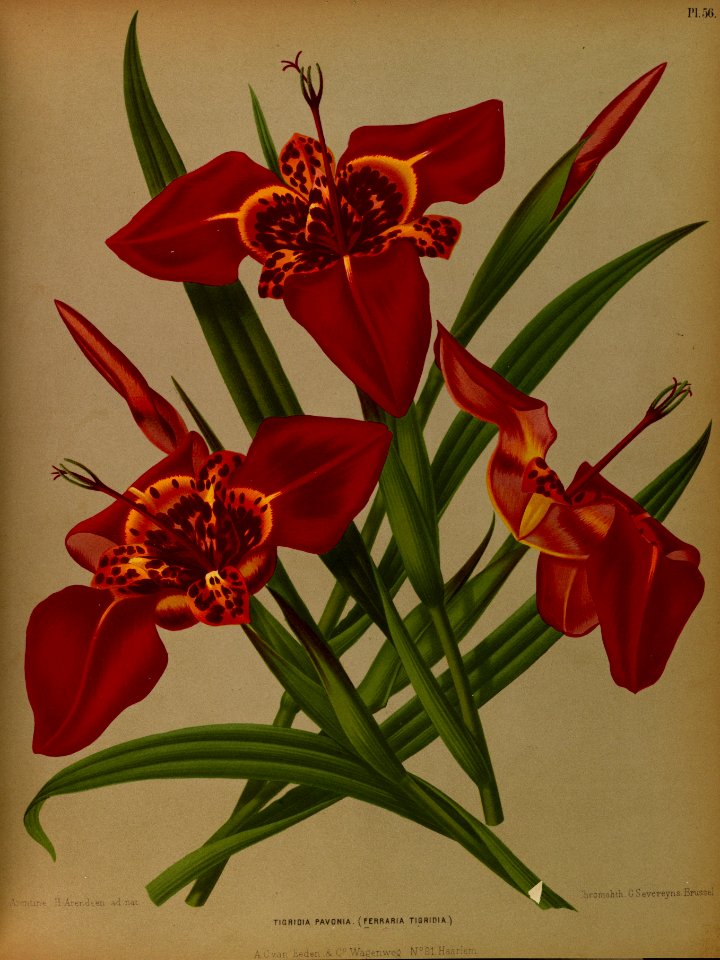 Tigridia pavonia