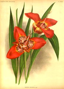 Tigridia pavonia - circa 1891 893. Free illustration for personal and commercial use.