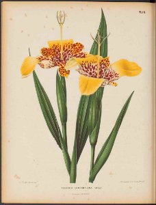 Tigridia pavonia - circa 1868