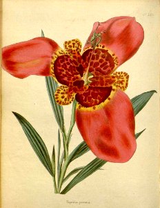 Tigridia pavonia - circa 1828 493