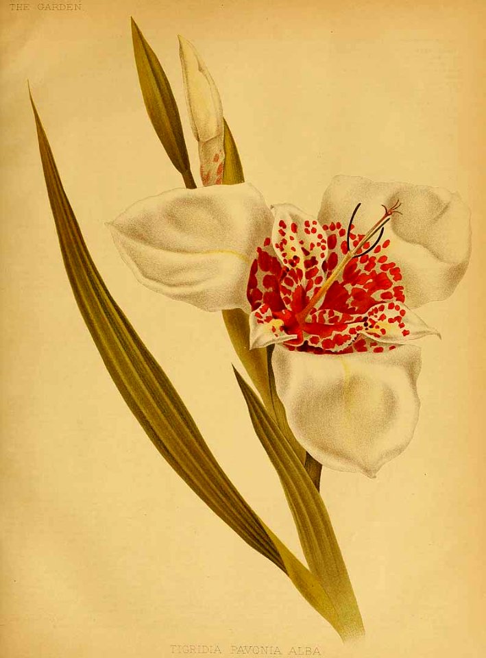 Tigridia pavonia var. alba 1884 - circa 1868. Free illustration for personal and commercial use.