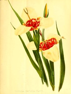 Tigridia pavonia var. flava - circa 1896. Free illustration for personal and commercial use.