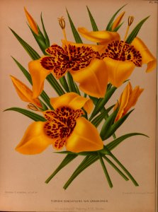 Tigridia pavonia var. canriensis - circa 1881. Free illustration for personal and commercial use.