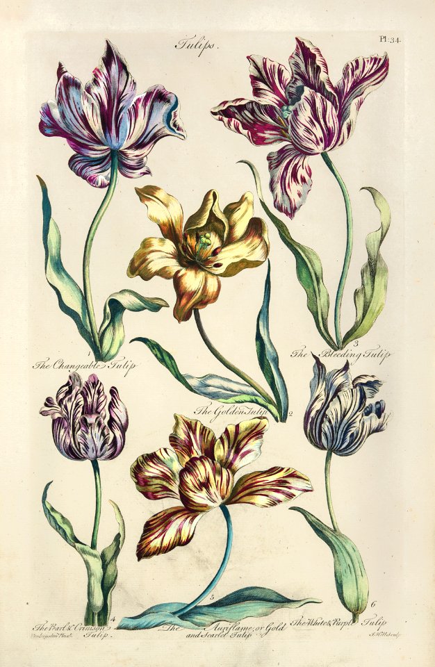 Tulips (1757)