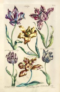 Tulips (1757). Free illustration for personal and commercial use.