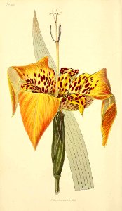 Tigridia pavonia - circa 1826. Free illustration for personal and commercial use.