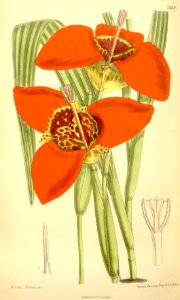Tigridia pavonia - circa 1889. Free illustration for personal and commercial use.