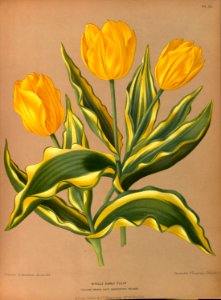 Tulip - circa 1881. Free illustration for personal and commercial use.