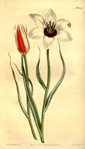 Tulipa clusiana - circa 1811