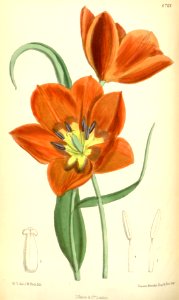 Tulipa albertii - circa 1884. Free illustration for personal and commercial use.