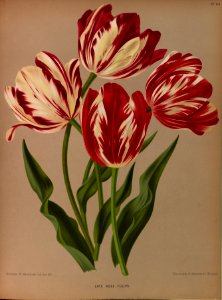 Tulips - circa 1881. Free illustration for personal and commercial use.