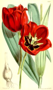 Tulipa eichleri - circa 1875