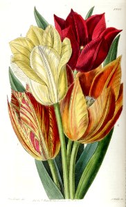 Garden tulip (Tulipa gesneriana)
