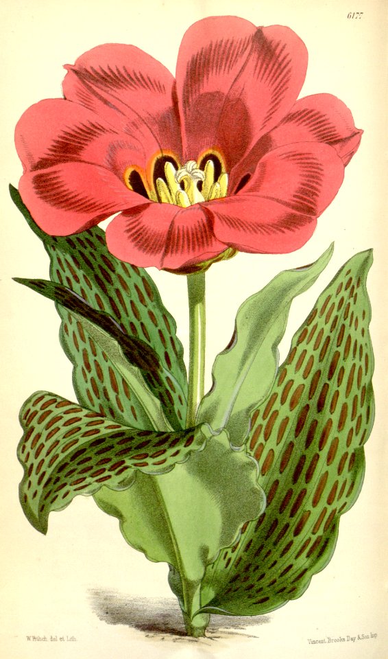 Tulipa greigii - circa 1875