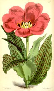 Tulipa greigii - circa 1875
