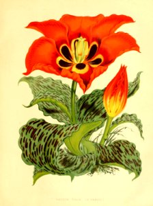 Tulipa greigii - circa 1877
