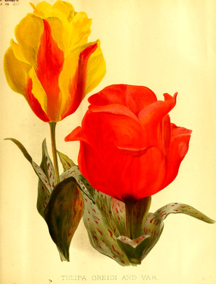 Tulipa greigii - circa 1896