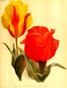 Tulipa greigii - circa 1896