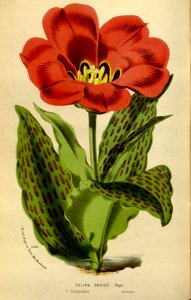 Tulipa greigii - circa 1845