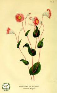 Paper Daisy. Rhodanthe maglesii. Annales de flore et de pomone- ou journal des jardins et des champs, vol. 6 (1837-1838)