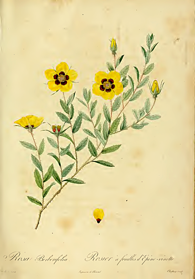 Rosier à feuilles d'épine vinette. Rosa berberifolia.  Redouté, Pierre-Joseph. Les Roses Tome premier, 1828