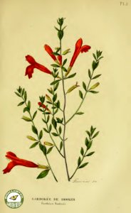[as Gardokea hookerii] Annales de flore et de pomone- ou journal des jardins et des champs, vol. 6 (1837-1838). Free illustration for personal and commercial use.