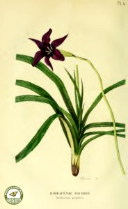 Barbacenia purpurea.- Annales de flore et de pomone- ou journal des jardins et des champs, vol. 6 (1837-1838)