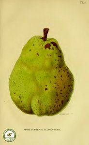 Pear 'Duchesse D'angouleme. Annales de flore et de pomone- ou journal des jardins et des champs, vol. 6 (1837-1838). Free illustration for personal and commercial use.