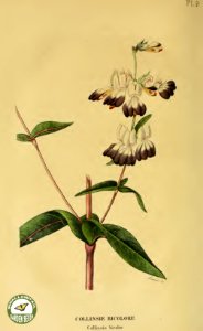 Chinese Houses. Collinsia bicolor. Annales de flore et de pomone- ou journal des jardins et des champs, vol. 6 (1837-1838)