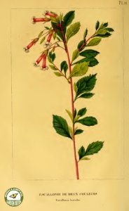 Escallonia chlorophylla [as Escallonia bicolor] Annales de flore et de pomone- ou journal des jardins et des champs, vol. 6 (1837-1838). Free illustration for personal and commercial use.