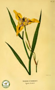 Cypella herbertii [asTigridia herberti]- Annales de flore et de pomone- ou journal des jardins et des champs, vol. 6 (1837-1838)