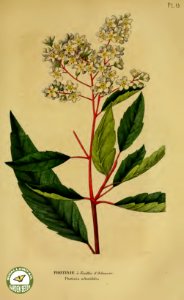 Heteromeles arbutifolia [as Photinia arbutifolia] Annales de flore et de pomone- ou journal des jardins et des champs, vol. 6 (1837-1838)