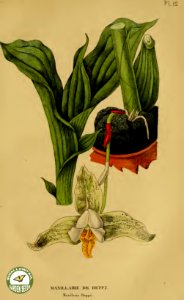 Orchid. [as Maxillaire deppii] Annales de flore et de pomone- ou journal des jardins et des champs, vol. 6 (1837-1838). Free illustration for personal and commercial use.